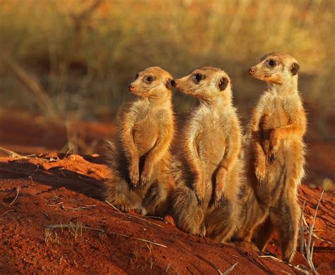 File:Meerkat (Suricata suricatta) Tswalu.jpg - Wikimedia Commons