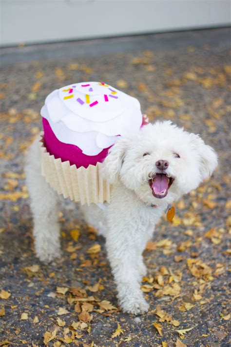 7 Funny And Cute DIY Halloween Dog Costumes - Styleoholic