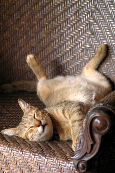 20 Irresistably Cute Photos of Cats Sleeping