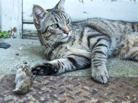 The Killer At Home: House Cats Have More Impact On Local Wildlife Than ...