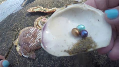 REAL BROWN CLAMS WITH PEARLS - YouTube