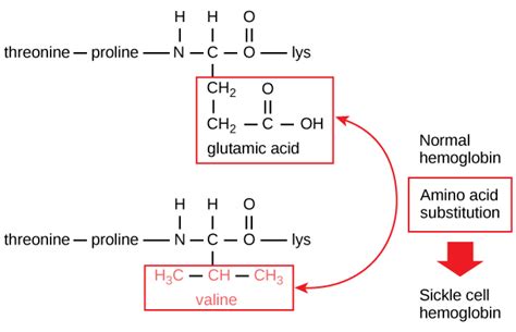 Protein Structure | Biology for Majors I