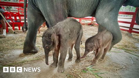 Rare twin elephants born in Thailand 'miracle'