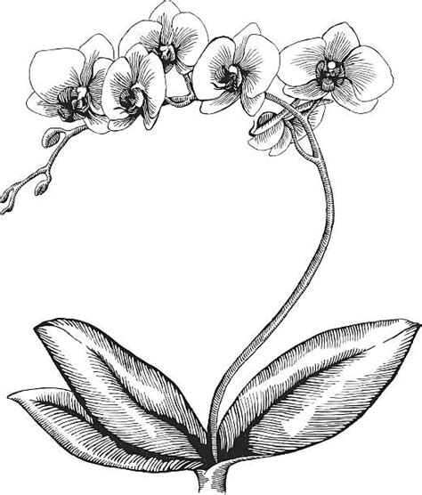 Black And White Orchids Illustrations, Royalty-Free Vector Graphics ...