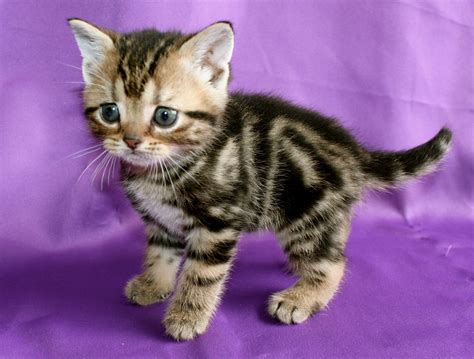 Brown Tabby American Shorthair kitten 2015 - Silver Shorthairs