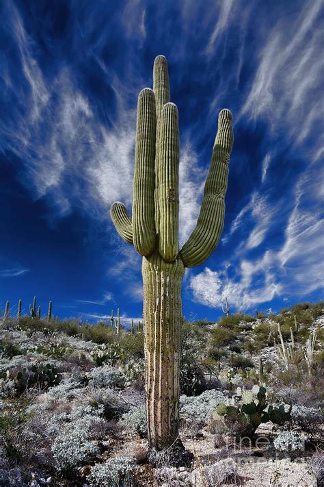 Arizona Saguaro Cactus Photograph by Henry Kowalski - Fine Art America