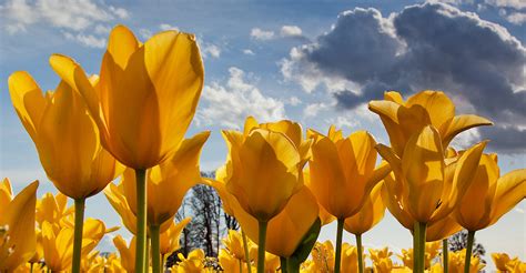 Tulip Tour - Amsterdam to Bruges - 11 day - Bike & Barge Tour - Holland ...