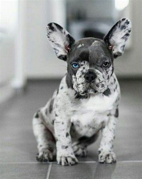 Blue Rare French Bulldog Puppies - Pets Lovers