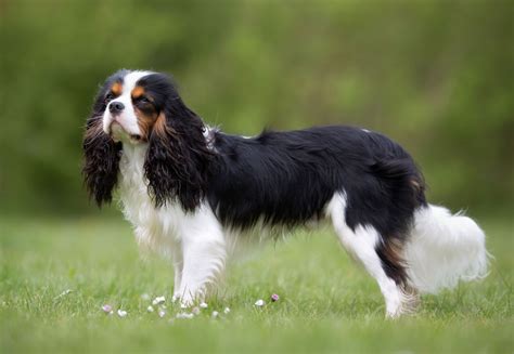 Cavalier King Charles Spaniel | Description, Size, History, Facts ...