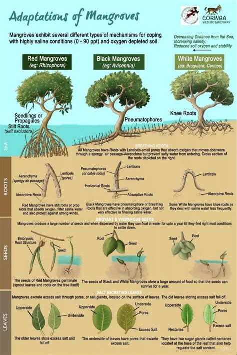 MANGROVES: Significance & Protection - Rau's IAS