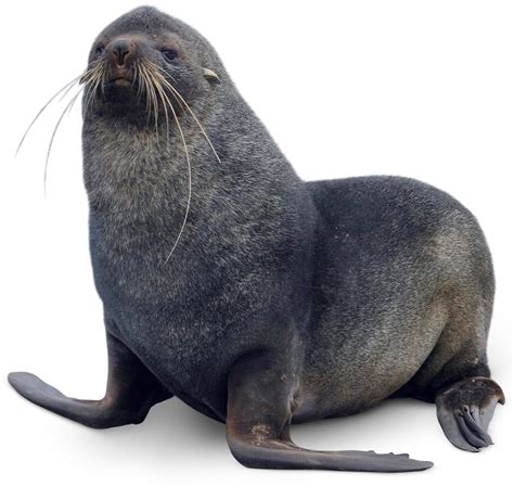 Antarctic Fur Seal Facts For Kids | DK Find Out