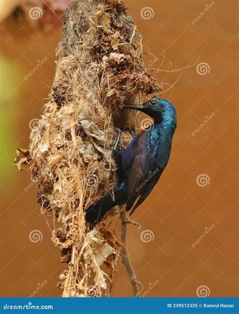 The Male Purple Sunbird Making Nest for Breeding. Stock Image - Image ...