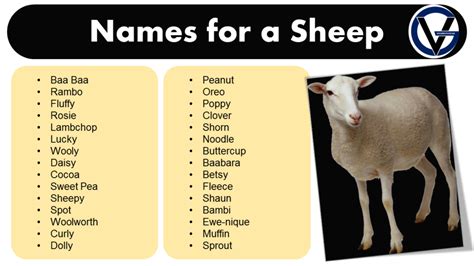 Good Names for a Sheep - Naming Ideas - GrammarVocab