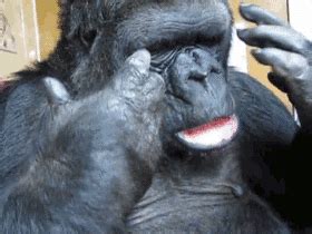 Gorilla GIF - Find & Share on GIPHY