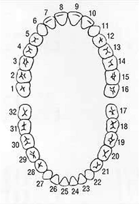 Printable Tooth Chart With Numbers And Letters