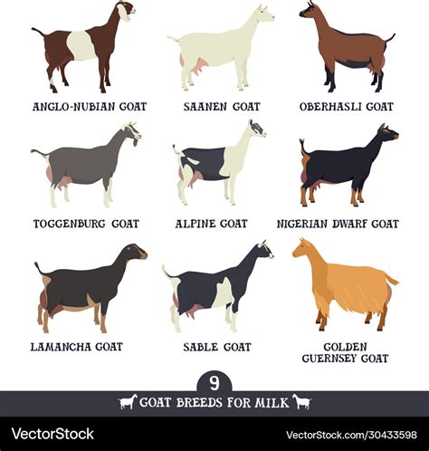 Set nine breeds domestic goats flat Royalty Free Vector