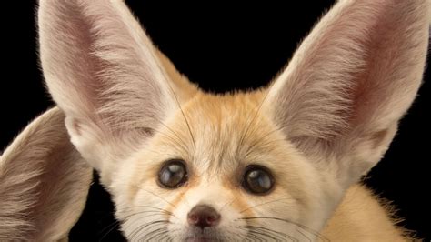 Cute Fennec Fox Baby