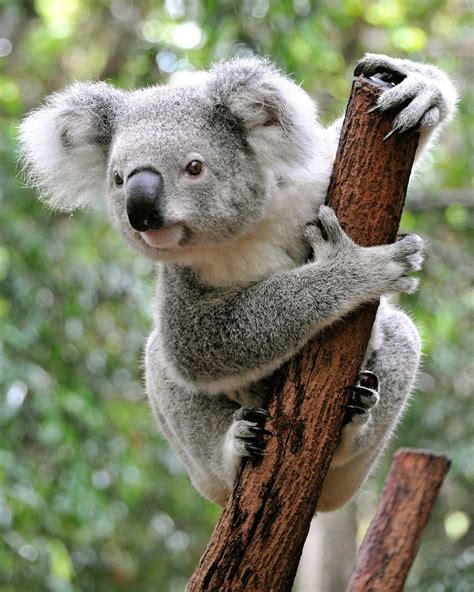 Koala | Appearance, Diet, Habitat, & Facts | Britannica