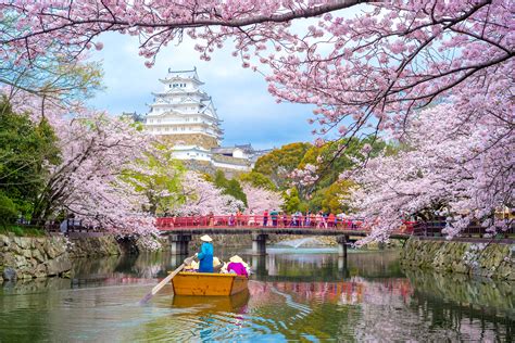 Why Kyoto's cherry blossoms have bloomed unusually early