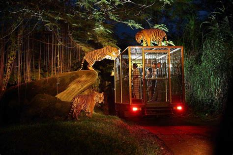 Night Safari Package | Bali Safari Park