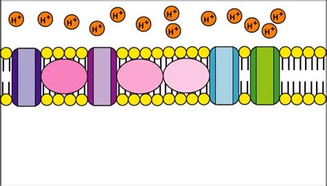 chemios.gif (506×289) | Biology facts, Oxidative phosphorylation ...