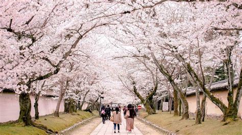 Floraison des Cerisiers (Sakura) au Japon - Printemps 2020 | Kyoto ...