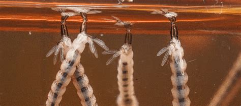 What Do Mosquito Larvae Eat? | ABC Blog