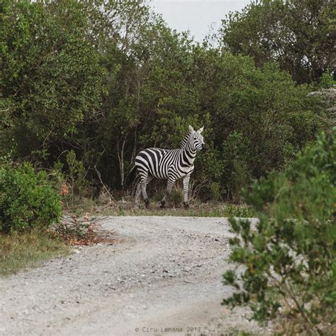 Mount Kenya Wildlife Estate | By Lenana