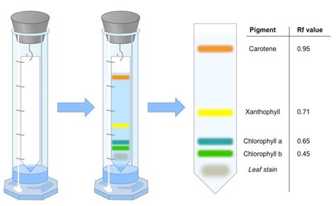 Paper Chromatography- Definition, Types, Principle, Steps, Uses