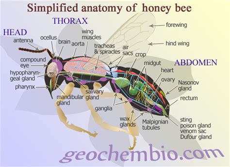 Anatomy of a Bee | Bee keeping, Honey bee, Bee