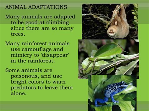 PPT - Rainforest Habitats PowerPoint Presentation - ID:2108179