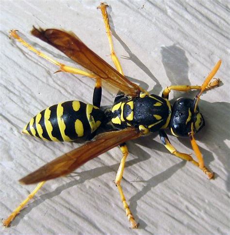 Paper Wasps | Texas Apiary Inspection Service (TAIS)