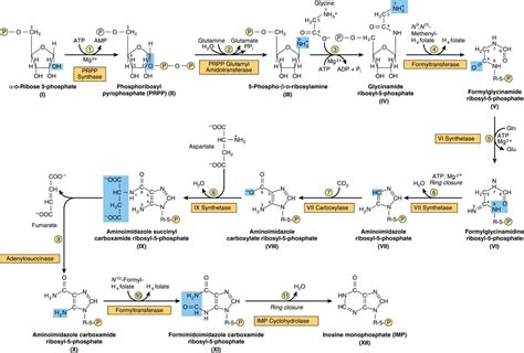 Metabolism of Purine & Pyrimidine Nucleotides | Basicmedical Key