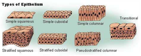 Epitelio escamoso simple - Simple squamous epithelium - abcdef.wiki