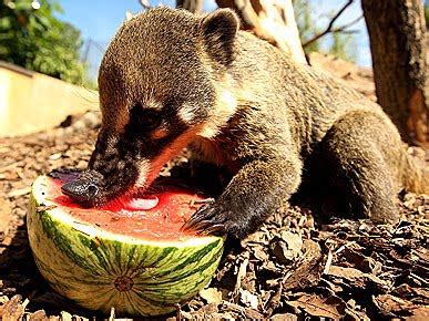 15 Animals eating watermelons (15 pics) | Amazing Creatures