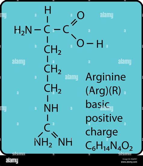 Arginine Amino Acid Molecule Skeletal Structure Stock Vector Image ...