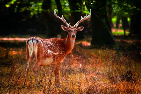 Ashk Island, a haven for Persian fallow deer - Tehran Times