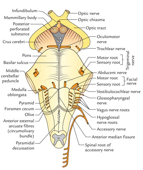 Brainstem – Earth's Lab