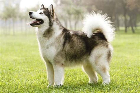 Information About The Alaskan Malamute | Youth Ki Awaaz