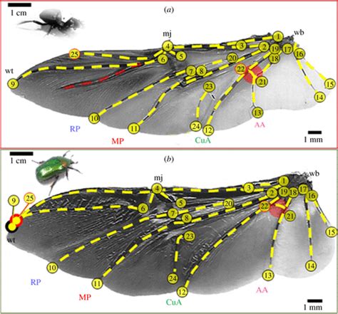 Beetle Wings Anatomy