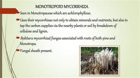 mycorrhiza types, distribution and significance. | PPT