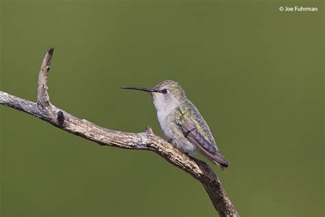 Costa’s Hummingbird – Joe Fuhrman Photography