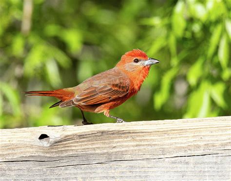 Male, Hepatic Tanager Photograph by Dennis Hammer - Pixels