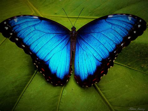 Blue Morpho Butterfly by Fabián Jiménez Román - Photo 55744054 - 500px