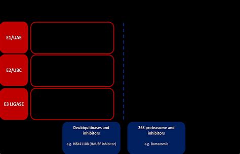 Diagram showing the ubiquitin pathway components and inhibitors that ...