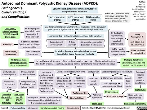 Autosomal Dominant Polycystic Kidney Disease (ADPKD) | Calgary Guide