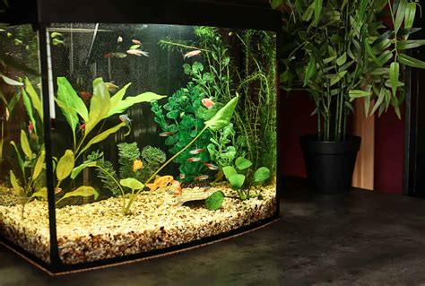 Stocking A 10 Gallon Fish Tank: The Basic How-to Guide