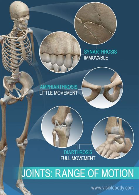 Pin on Musculoskeletal