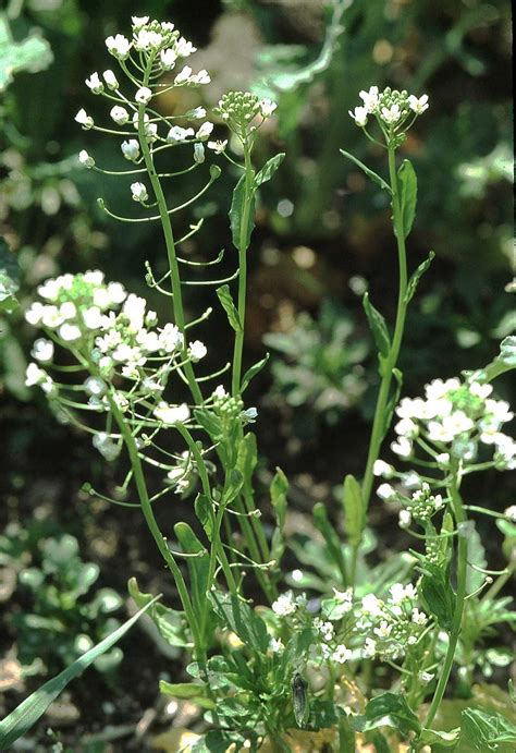 Pennycress | Winter, Oilseed, Cover Crop | Britannica