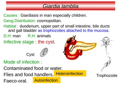 Giardia Lamblia Cysts In Stool Treatment | Bruin Blog